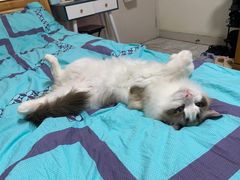 -喵百万·布偶·蓝金金渐层英短·猫舍(百子湾店)