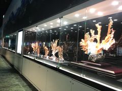 -绮丽珊瑚博物馆(台东店)