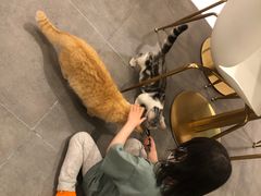 -飞行喵MR PILOT|猫舍·猫咖(静安大融城店)