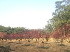 -南国桃园旅游度假区