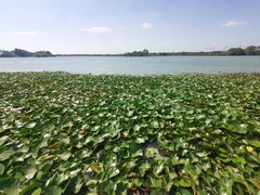 -贡湖湾湿地公园