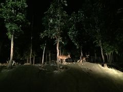 -清迈夜间动物园