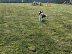 -趣玩宠物乐园寄养训犬训狗游泳池