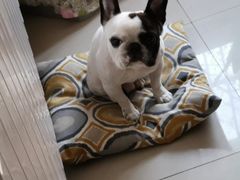 -佳雯宠物医院(四明中路分院)