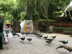 -西双版纳原始森林公园