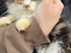 -楼上猫咖(罗湖店)