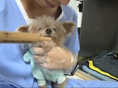 -谐和贝康宠物医院24小时·宠保定点(急重症转诊中心)