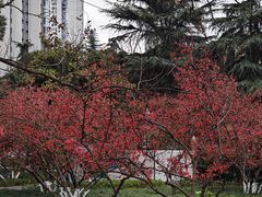 -成都市活水公园