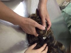 爱侣宠物医院(灵石路总店)-爱侣宠医·鹦鹉专科·小型哺乳类·异宠专科(灵石路店)