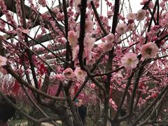 -雨花胜境