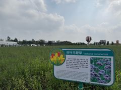 -荷兰花海