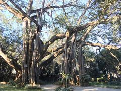 -瑞丽独树成林风景区