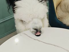 -安格丽娜·狗咖·猫咖羊驼咖(春熙路百盛商场店)
