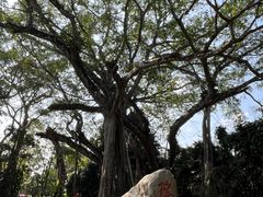 -瑞丽独树成林风景区