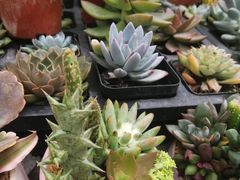 -三圣花乡旅游区