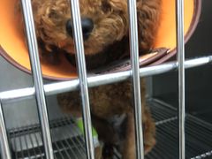 -安安宠医·安宠宠物医院