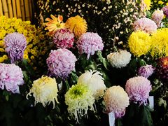 -杭州植物园