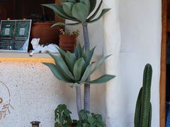 -Sirena海妖日咖夜酒