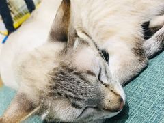 -藏猫猫咖啡主题馆(中央大道店)