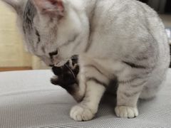 -翊宠yipet猫狗购宠庄园犬舍•猫舍