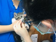 -宠福鑫动物医院·动物疾病诊疗中心(天通苑店)