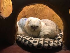 -猫猫幼稚园·撸猫·桌游·电玩