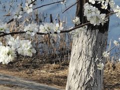 -桃花堤公园