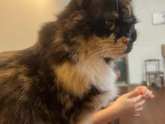 -楼上猫咖(罗湖店)
