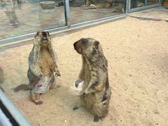 -西霞口神雕山野生动物世界