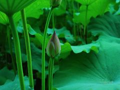 -陈家山荷花公园