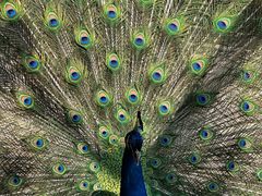 -瑞丽独树成林风景区