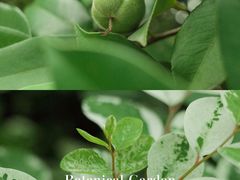 -中国科学院华南植物园