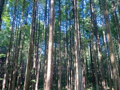 -武陵山森林公园