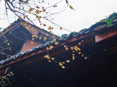 -峨眉山报国寺