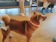 -南京Hallo宠物乐园·哈罗犬舍·柴犬繁育基地