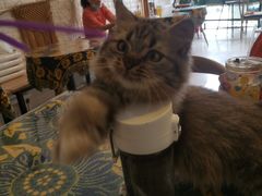 -平行世界·猫咖(首经贸店)