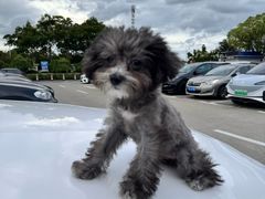 -翊宠yipet猫狗购宠庄园犬舍•猫舍