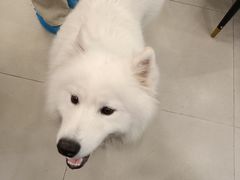 -安格丽娜·狗咖·猫咖羊驼咖(春熙路百盛商场店)