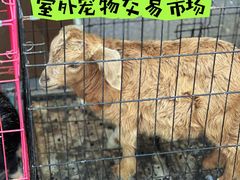 -哈尔滨道外花鸟鱼市场