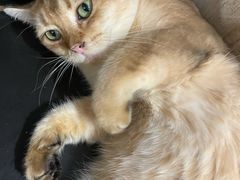 -楼上猫咖(罗湖店)