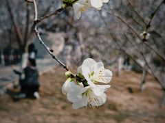 -桃花堤公园
