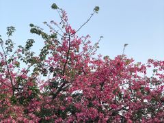 -长洲岛