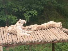 -青岛森林野生动物世界