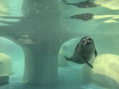 -大连圣亚海洋世界