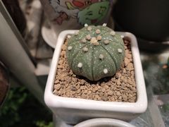 -双季花艺园艺市场(浦东店)