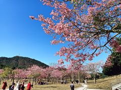 -风云岭森林公园