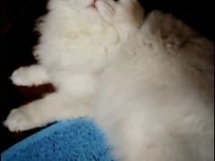 -瑞派天宁宠物医院·猫科·异宠中心