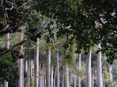 -深圳仙湖植物园