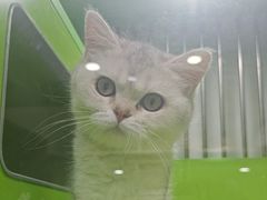-唐小姐の猫狗洗护·购宠旗舰店(周浦万达店)