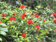 -中国科学院西双版纳热带植物园